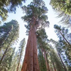 Sequoia National Park - Visalia
