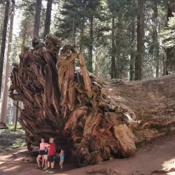 Sequoia National Park - Visalia