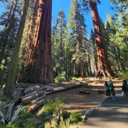 Sequoia National Park - Visalia