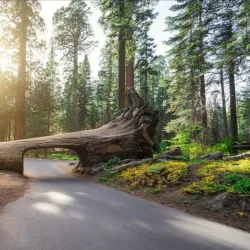 Sequoia National Park - Visalia