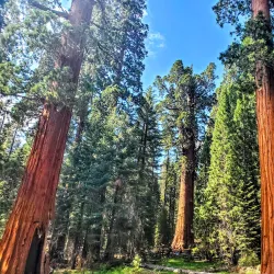 Sequoia National Park - Visalia