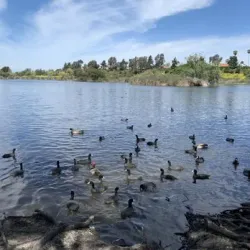 Guajome Regional Park - Vista