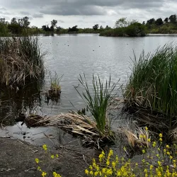 Guajome Regional Park - Vista