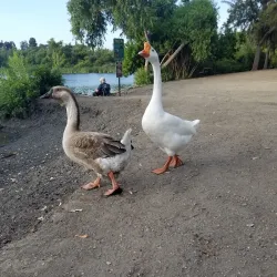 Guajome Regional Park - Vista