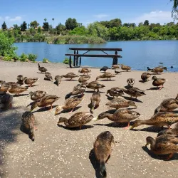 Guajome Regional Park - Vista