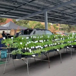 Vista Farmers Market - Vista