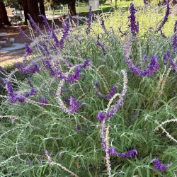 Larkey Park - Walnut Creek