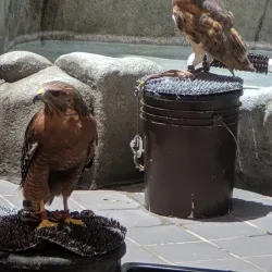 Lindsay Wildlife Experience - Walnut Creek