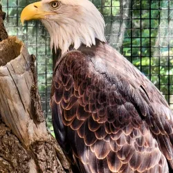 Lindsay Wildlife Experience - Walnut Creek