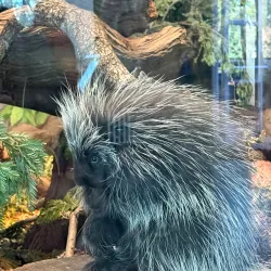 Lindsay Wildlife Experience - Walnut Creek