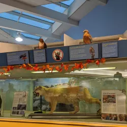 Lindsay Wildlife Experience - Walnut Creek