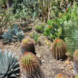 Ruth Bancroft Garden - Walnut Creek