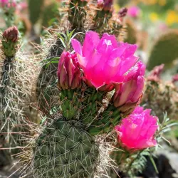 Ruth Bancroft Garden - Walnut Creek