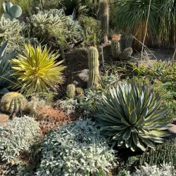 Ruth Bancroft Garden - Walnut Creek