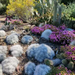Ruth Bancroft Garden - Walnut Creek
