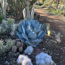 Ruth Bancroft Garden - Walnut Creek