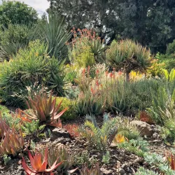Ruth Bancroft Garden - Walnut Creek