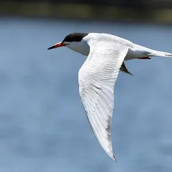 Bolsa Chica Ecological Reserve - Westminster