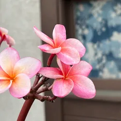 Gioia Park - Westminster