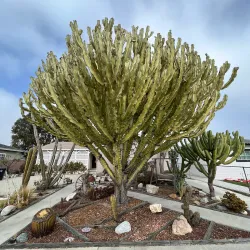 Gioia Park - Westminster