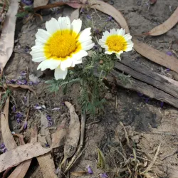 Seal Beach National Wildlife Refuge - Westminster