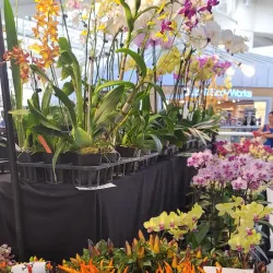 Westminster Mall - Westminster