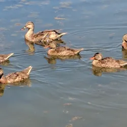 Greenhorn Park - Yreka