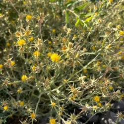 Shasta Valley Wildlife Area - Yreka