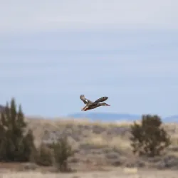 Shasta Valley Wildlife Area - Yreka