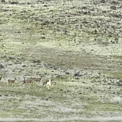 Shasta Valley Wildlife Area - Yreka