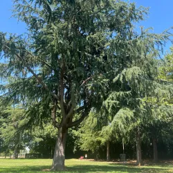 Honcut Creek Park - Yuba City