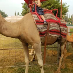 Yuba Sutter Fairgrounds - Yuba City