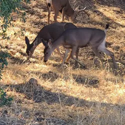 Wildwood Canyon State Park - Yucaipa