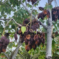 Yucaipa Community Park - Yucaipa