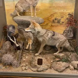 Hi-Desert Nature Museum - Yucca Valley