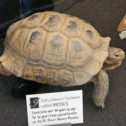 Hi-Desert Nature Museum - Yucca Valley