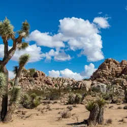 Joshua Tree National Park - Yucca Valley