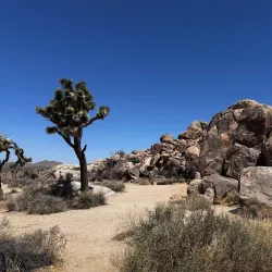 Joshua Tree National Park - Yucca Valley