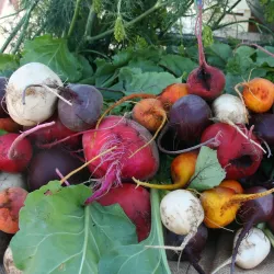 Alamosa Farmers Market - Alamosa