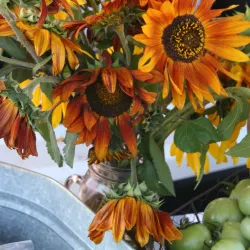 Alamosa Farmers Market - Alamosa