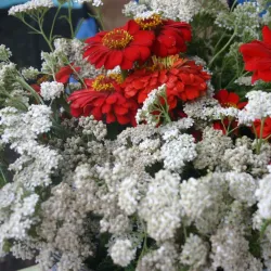 Alamosa Farmers Market - Alamosa