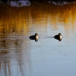 Alamosa National Wildlife Refuge - Alamosa