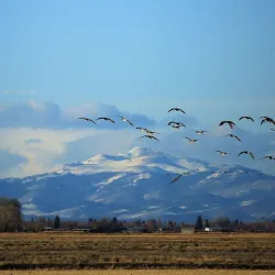 Monte Vista National Wildlife Refuge - Alamosa