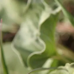 Aspen Center for Environmental Studies (ACES) - Aspen