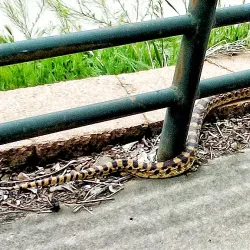 Cherry Creek Trail - Aurora