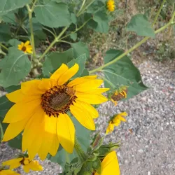 Battlement Mesa Recreation Center - Battlement Mesa