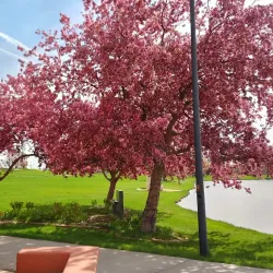 Niños Park - Broomfield