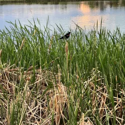 Niños Park - Broomfield