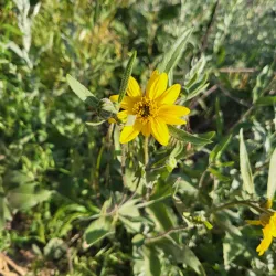 Castle Rock Butte - Castle Rock