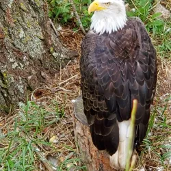 Cheyenne Mountain Zoo - Colorado Springs